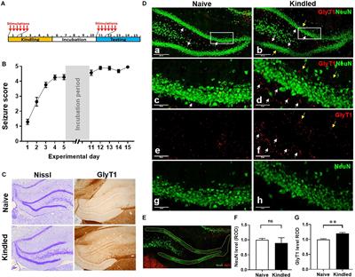 Sarcosine Suppresses Epileptogenesis in Rats With Effects on Hippocampal DNA Methylation